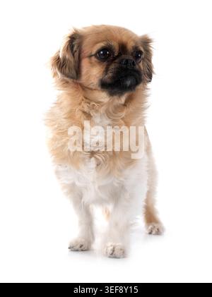 Terrier vor weißem Hintergrund Stockfoto