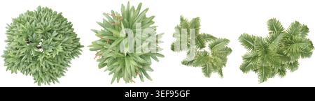 3D-Darstellung von Raphis Palm, Raphis Palmen von oben Stock Vektor