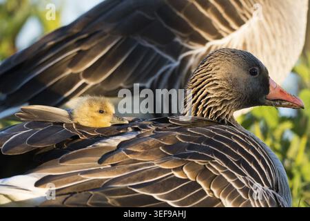 Mutter Gans, graue Gans (Anser anser), mit Küken auf dem Rücken, Hessen, Deutschland Stockfoto