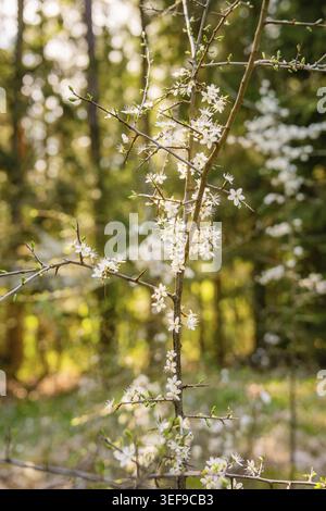 Zweige mit weißen Blüten im Wald bei hellem Sonnenschein, Heckengaeu Nature Tour, Aidlingen, Bezirk Böblingen, Deutschland Stockfoto