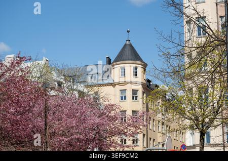 Blühender Kirschbaum vor einem eleganten Wohngebäude im Frühlingssonnenlicht Stockfoto