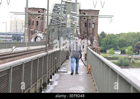 Köln, Deutschland. Mai 2026. Ein Passant geht mit seinem Hund über die Südbrücke zum anderen Rheinufer bei Temperaturen, die für die Jahreszeit zu kalt sind. Die Meteorologen sagen für das Wochenende weitere Kälte voraus. Quelle: Roberto Pfeil/dpa/Alamy Live News Stockfoto
