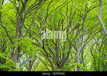 Antike europäische Buche im Nationalpark Jasmund auf der Insel Rügen. Geschützte alte Waldlandschaft Stockfoto