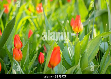 Orangen- und gelbe TulpenOracle blüht im Frühjahr im Stockholmer Garten der Sinne (Sinnenas trädgård). Glüht wie eine kleine Frühlingsflamme. Stockfoto