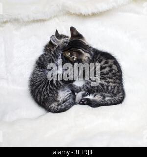 Zwei Tabby-Kätzchen auf einer weißen Pelzdecke Stockfoto