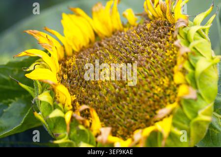 Extreme Nahaufnahme des reifenden Sonnenblumenzentrums. Zeigt die Anordnung spiralförmiger Samen, die Reifeprozesse und die Entwicklung von Ölsaaten in blühenden Pflanzen Stockfoto