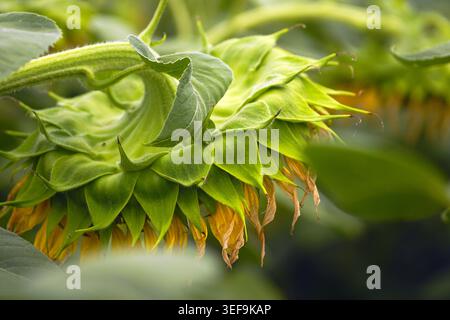 Herabhängender Sonnenblumenkopf mit komplexen, mehrschichtigen grünen Deckblättern und welkenden Blütenblättern. Erfasst die Umwandlung des Saatgewichts und die Reifung von Ölsaaten. Stockfoto