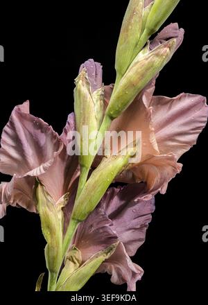 Eine auffällige vertikale Nahaufnahme eines Gladiolusstiels mit zwei markanten dunkelrosa Blüten. Die Blütenblätter haben eine weiche, geraffte Textur und sind mit verziert Stockfoto
