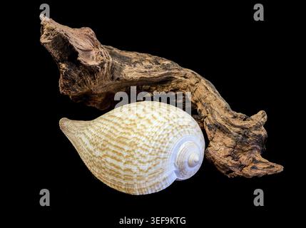 Eine filigrane Ficus-Feigenschale mit einem Netzmuster, das auf einem Stück verwittertem Holz aufliegt. Diese Studio-Makroaufnahme ist isoliert auf einem massiven Schwarz Stockfoto