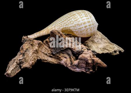 Eine filigrane Ficus-Feigenschale mit einem Netzmuster, das auf einem Stück verwittertem Holz aufliegt. Diese Studio-Makroaufnahme ist isoliert auf einem massiven Schwarz Stockfoto