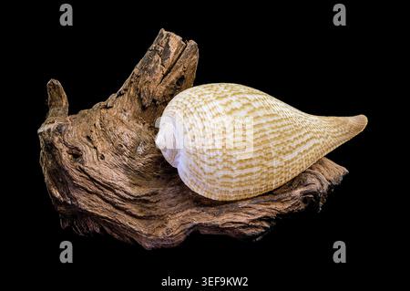 Eine filigrane Ficus-Feigenschale mit einem Netzmuster, das auf einem Stück verwittertem Holz aufliegt. Diese Studio-Makroaufnahme ist isoliert auf einem massiven Schwarz Stockfoto