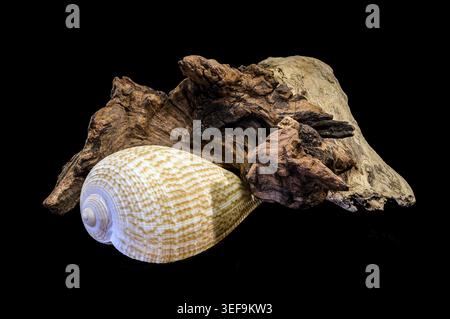 Eine filigrane Ficus-Feigenschale mit einem Netzmuster, das auf einem Stück verwittertem Holz aufliegt. Diese Studio-Makroaufnahme ist isoliert auf einem massiven Schwarz Stockfoto