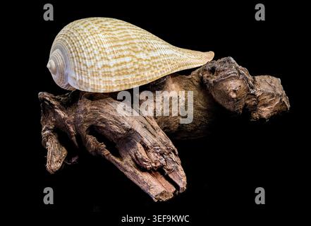 Eine filigrane Ficus-Feigenschale mit einem Netzmuster, das auf einem Stück verwittertem Holz aufliegt. Diese Studio-Makroaufnahme ist isoliert auf einem massiven Schwarz Stockfoto