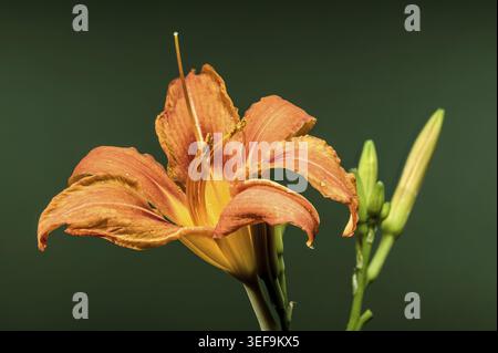 Eine atemberaubende orangene Taglilie in voller Blüte, begleitet von ihren sich entwickelnden Knospen, hebt sich vor einem tiefen, dunkelgrünen Hintergrund hervor Stockfoto
