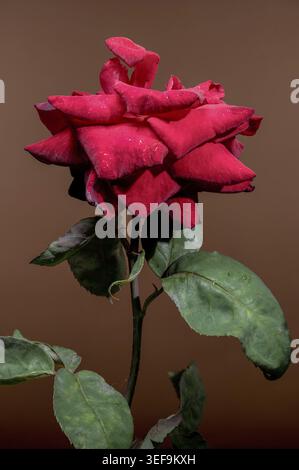 Eine satte rote Rose, die von Wassertropfen glitzert, steht wunderschön vor einem weichen, erdbraunen Hintergrund Stockfoto