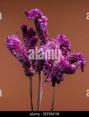 Eine detaillierte Makroaufnahme einer Gruppe leuchtender rosafarbener Celosia-Blüten auf einem warmen rötlich-braunen Hintergrund. Das Bild hebt die einzigartige samtige Textur hervor Stockfoto