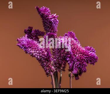 Eine detaillierte Makroaufnahme einer Gruppe leuchtender rosafarbener Celosia-Blüten auf einem warmen rötlich-braunen Hintergrund. Das Bild hebt die einzigartige samtige Textur hervor Stockfoto