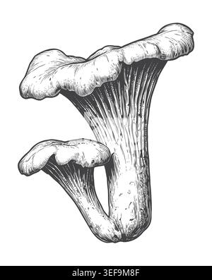 Elegante Gravur-Illustration wilder Pfifferlinge. Ideal für kulinarische Markenidentität, Bio-Farmlogos und detaillierte botanische Poster des Stock Vektor