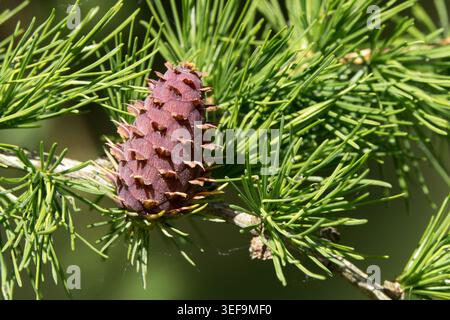 Rosa-violette Jungkegel und frische grüne Nadeln der Lärche Larix decidua auf einem Ast Stockfoto