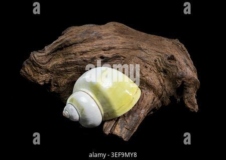 Eine glatte, blassgelbe und weiß polierte Mondschale ist perfekt auf einem Stück robustem, dunklem Treibholz, isoliert auf einem soliden schwarzen Hintergrund Stockfoto