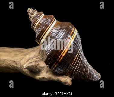 Studio-Foto einer braun-weiß gestreiften, spiralförmigen Melongena-Muschel auf einem Stück rauem, strukturiertem Treibholz auf schwarzem Hintergrund Stockfoto