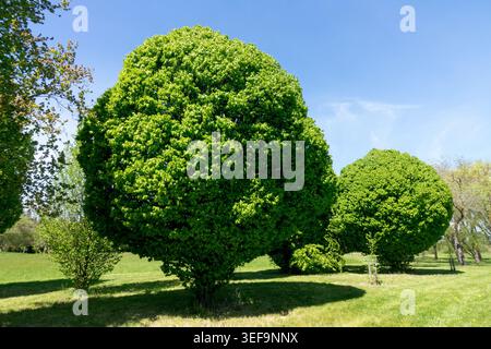 Europäische Hainbuche, Carpinus betulus 'Columnaris', alte eiförmige Bäume Stockfoto