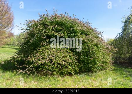 Fagus sylvatica „Tortuosa“ buschig, bizarr miteinander verflochten, bogenförmig an den Boden hängend in der Breite Buche Stockfoto