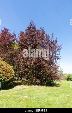 Fagus Sylvatica 'Riversii' Stockfoto