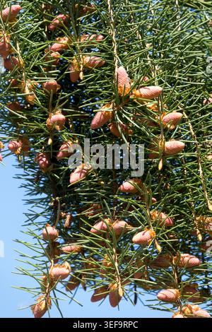 Brewer Fichte Cones Picea breweriana Stockfoto