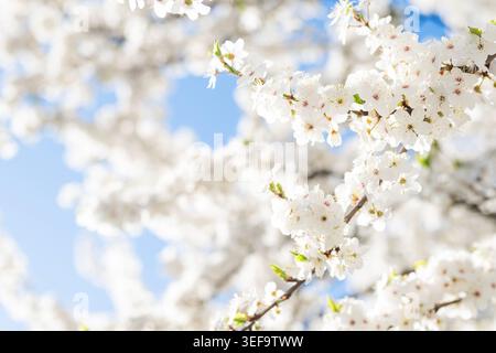Eine helle und luftige Nahaufnahme weißer Frühlingsblüten auf einem Ast, vor einem klaren blauen Himmel. Das Bild verfügt über eine weiche, natürliche Beleuchtung und eine flache Oberfläche Stockfoto