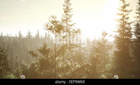 Nebliger nordischer Wald am frühen Morgen mit Nebel Stockfoto