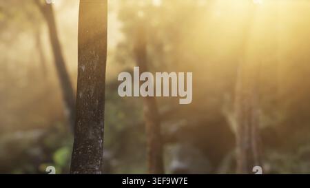 Nebelwald am frühen Morgen Stockfoto