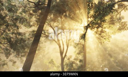 Strahlen des strahlenden Sonnenlichts in einem nebligen Wald Stockfoto