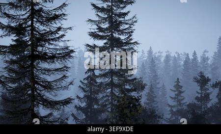 Nebliger nordischer Wald am frühen Morgen mit Nebel Stockfoto