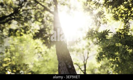 Nebelwald am frühen Morgen Stockfoto