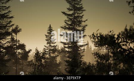 Nebliger nordischer Wald am frühen Morgen mit Nebel Stockfoto
