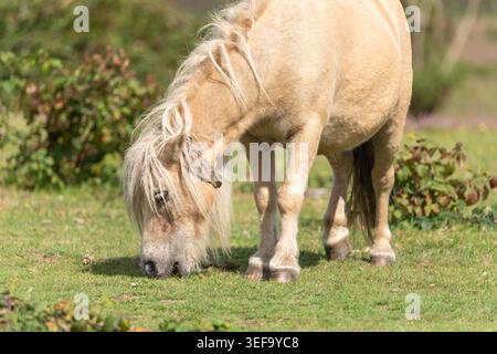 New Forest Pony Equus caballus weidet auf Heideflächen, New Forest, Hampshire, Großbritannien Stockfoto