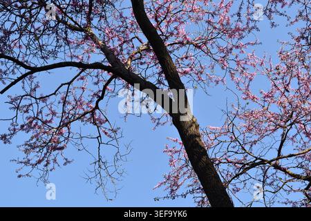 Blühender Judas-Baum (Cercis siliquastrum) Zweige mit rosa Blüten vor einem klaren blauen Himmel Hintergrund, Griechenland Stockfoto
