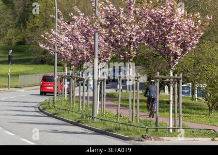 Radfahrer und blühende Magnolien bei sonnigem Frühlingswetter an der Elbschaussee in Klein Flottbek, Hamburg Stockfoto