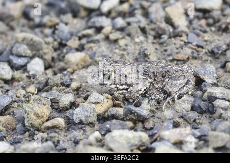 Epidalea calamita, Kreuzkroete (syn. Bufo calamita) - Epidalea calamita, syn. Bufo calamita, bekannt als Natterjack Kröte, Running Kröte Stockfoto