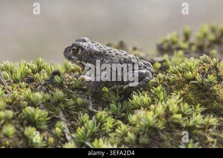 Epidalea calamita, Kreuzkroete (syn. Bufo calamita) - Epidalea calamita, syn. Bufo calamita, bekannt als Natterjack Kröte, Running Kröte Stockfoto