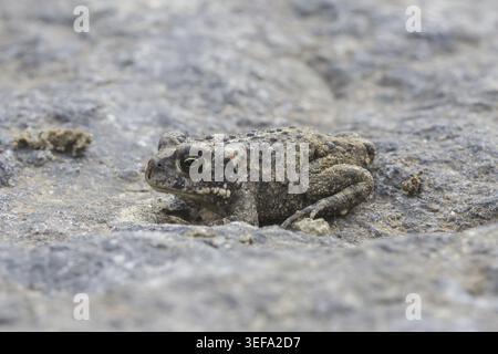 Epidalea calamita, Kreuzkroete (syn. Bufo calamita) - Epidalea calamita, syn. Bufo calamita, bekannt als Natterjack Kröte, Running Kröte Stockfoto