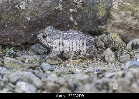 Epidalea calamita, Kreuzkroete (syn. Bufo calamita) - Epidalea calamita, syn. Bufo calamita, bekannt als Natterjack Kröte, Running Kröte Stockfoto