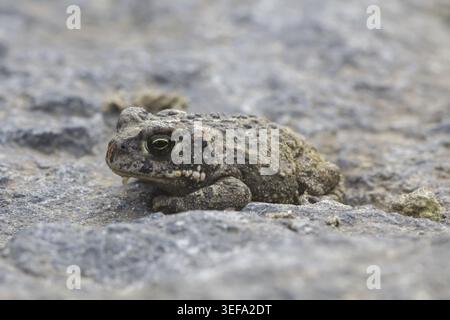 Epidalea calamita, Kreuzkroete (syn. Bufo calamita) - Epidalea calamita, syn. Bufo calamita, bekannt als Natterjack Kröte, Running Kröte Stockfoto