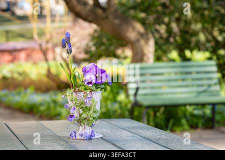 Frühlingsblumen-Arrangement mit lila Stiefmütterchen und Traubenhyazinthen in einem dekorativen Keramiktopf im Stockholmer Garten der Sinne (Sinnenas trädgård). Stockfoto