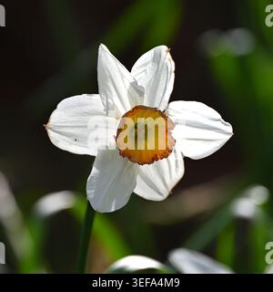 Weiße gelbe und orange Frühlingsblumen von Poet's Narcissus, Narcissus poeticus oder Fasan's Eye UK Garden April Stockfoto