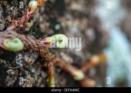 Friedliche Makroansicht mit winzigem grünem Spross mit sanfter Locke, die aus braunem Stamm und Boden herausragen, und die wunderschöne Natur und hoffnungsvolles Wachstum hervorhebt Stockfoto