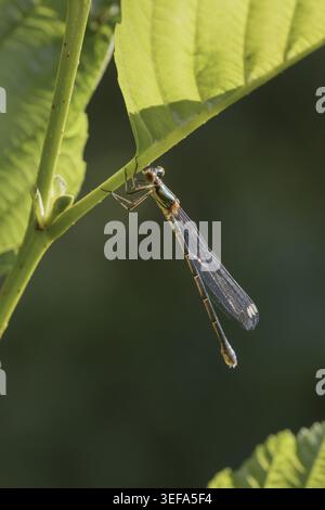 Chalcolestes viridis, Weidenjungfer, Gemeine Weidenjungfer, westliche Weidenjungfer, große Binsenjungfer – Chalcolestes viridis, bekannt als Green Emera Stockfoto