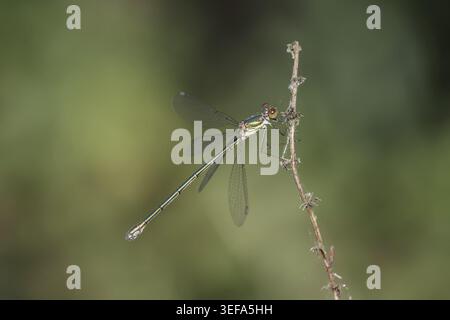 Chalcolestes viridis, Weidenjungfer, Gemeine Weidenjungfer, westliche Weidenjungfer, große Binsenjungfer – Chalcolestes viridis, bekannt als Green Emera Stockfoto