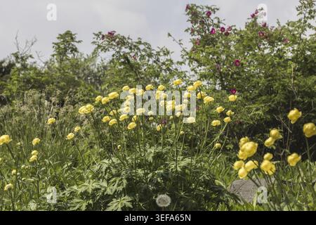 Trollius europaeus, Europaeische Trollblume - Trollius europaeus, bekannt als Globe Flower, Globe Flower, Globe Flower Stockfoto